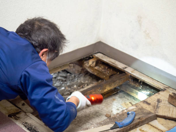 Best Fast Mold Removal  in Roxboro, NC