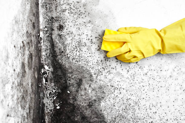 Best Office Mold Removal Services  in Roxboro, NC