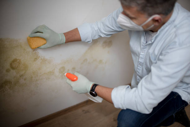 Best Toxic Mold Removal  in Roxboro, NC