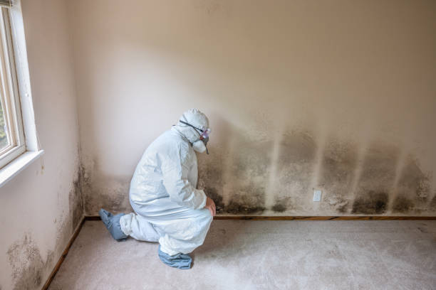 Best Certified Mold Removal  in Roxboro, NC