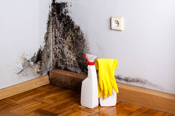 Attic Mold Removal in Roxboro, NC