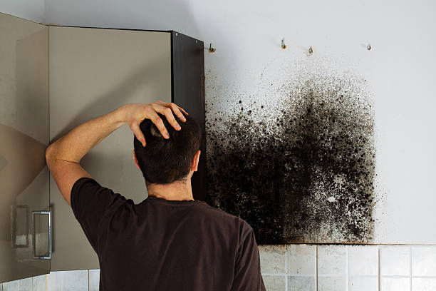 Reliable Roxboro, NC Mold Removal Solutions
