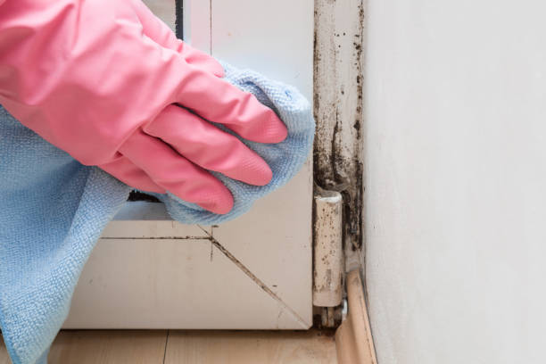 Best Black Mold Removal  in Roxboro, NC